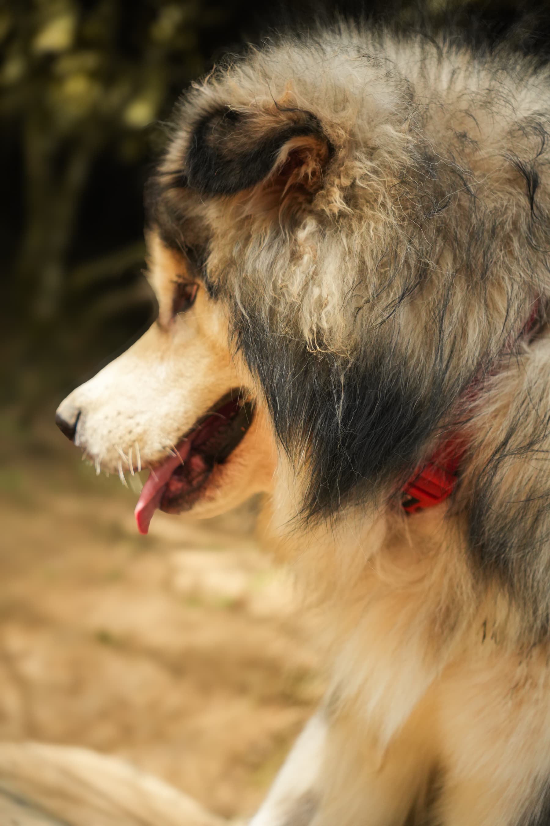 Perro relajado en las instalaciones al aire libre